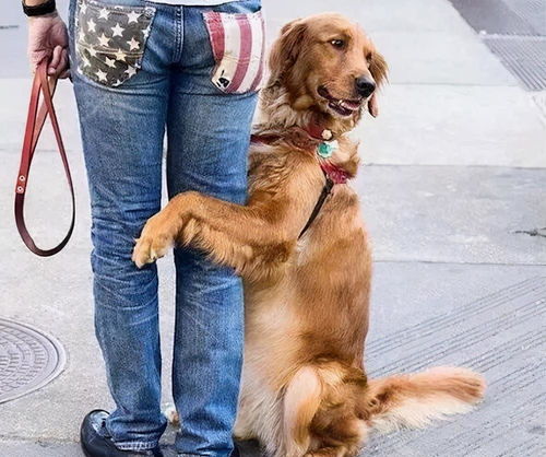 狗狗为什么喜欢抱你大腿 并不一定是要耍流氓