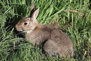 养兔技术 养兔发生疫情时采取的措施