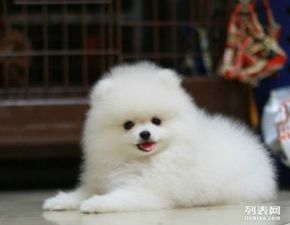 上海自家一窝博美宝宝免费找对狗狗好的人领养,公母都有