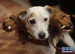 超有趣 美国举办万圣节装扮宠物狗大赛 图