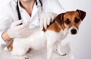 常熟30多条狗已被没收 再不办证 打疫苗,你家狗狗要被 抓 