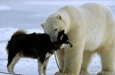 罕见实拍 北极熊和狗狗交朋友 