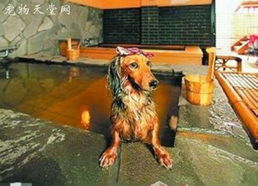 宠物狗的舒适生活 泡温泉做按摩 