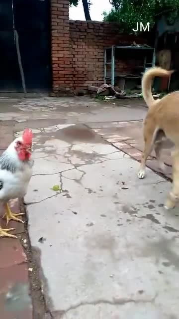 鸡和狗抢食,谁也不服谁 