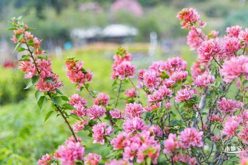 深圳市花簕杜鹃品种 颜色介绍 附图片欣赏 