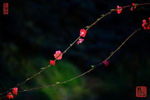 拍花和人怎么拍才好看(拍花和人物技巧)