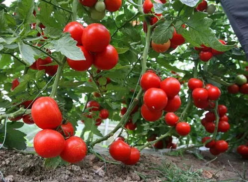 露地种植西红柿要不要点花,番茄点花遇雨重新点花吗