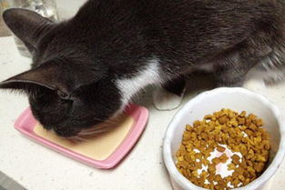猫咪吃了猫粮就吐了,猫咪吃猫粮呕吐 
