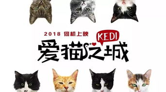 十一旅行推荐 福利猫片,看吗 从电影 爱猫之城 看不一样的土耳其