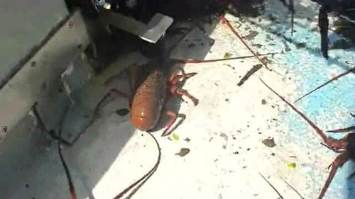刚刚捕捞上来的大龙虾,为什么又一个个的扔回去了,这是什么做法 