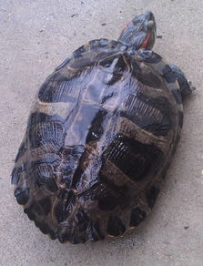 家里养了一只巴西红耳龟已经十年有多了 现在有2.5KG了 一直不知道它是男孩还是女孩 