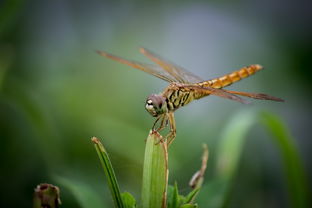 关于蜻蜓飞的诗句