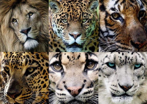 猫科动物那么多,为何我们只养喵,而不养豹子老虎之类的
