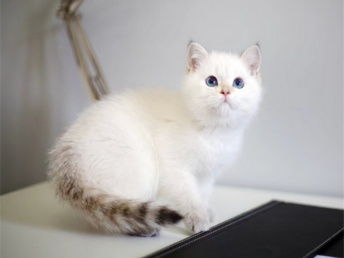 图 美短 英短 大包子 虎斑条纹 正规猫舍 售后有保障 重庆宠物猫 