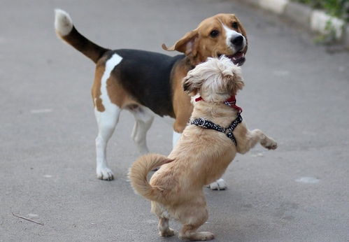 狗把头放在另一只狗身上 好朋友的调戏,但不熟容易打起来