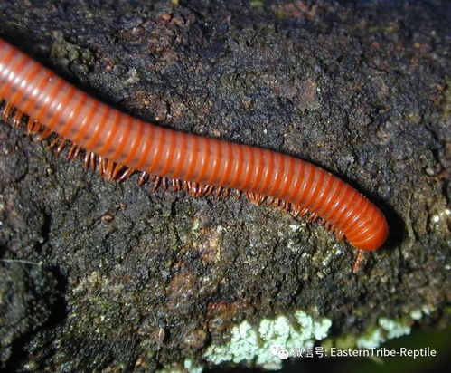 移动的珠宝 常见千足虫 马陆 Millipede 完全图鉴 