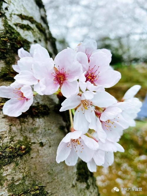 花开如云 盼了一整年的日本樱花一夜怒放