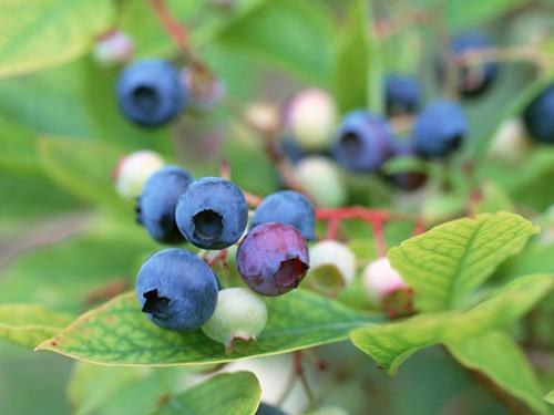 生产蓝莓的公司起名 生产蓝莓的公司起名