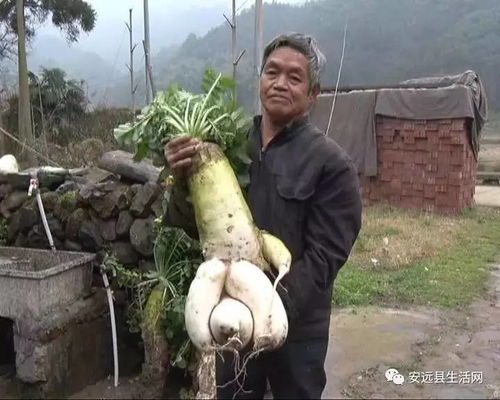 农民在地里挖到一个24斤的超大萝卜,长像妖娆女子