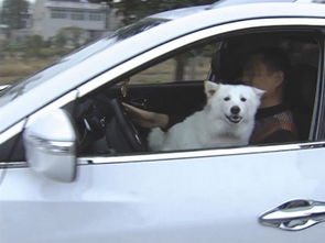 带着宠物狗驾车 一男子不安全驾驶被交警制止 