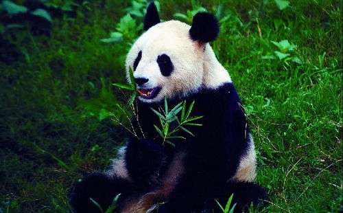 我国野生大熊猫,会不会迁徙到其他国家 成为非我国特有物种