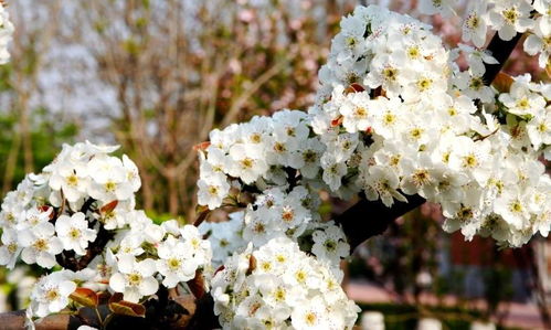 8月下旬,桃花落入心间,月老相助,拥抱爱情的四大星座 感情 