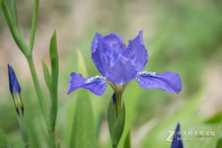 鸢尾花开了