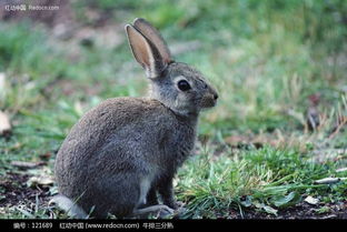 草地上的兔子图片免费下载 编号121689 红动网 