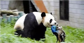 为什么熊猫没有作战能力却一直没有灭绝