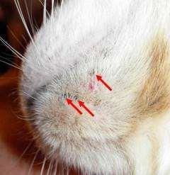 猫咪有了黑下巴 注意了那是猫毛囊炎