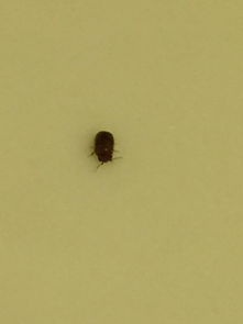 请问这是什么虫子 在家里 1 2毫米长 会爬到人身上 目前没发现会咬人的迹象 请问品种和产生来源 