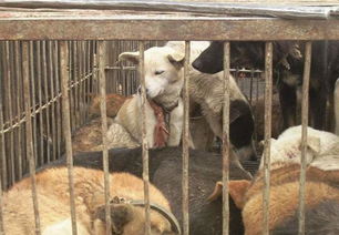 在中国,立法也阻止不了有些人吃狗肉 
