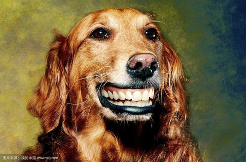 微笑狗smile.jpg谷歌原图吓人搜smile dog五秒动态图的都后悔了 天涯八卦网 