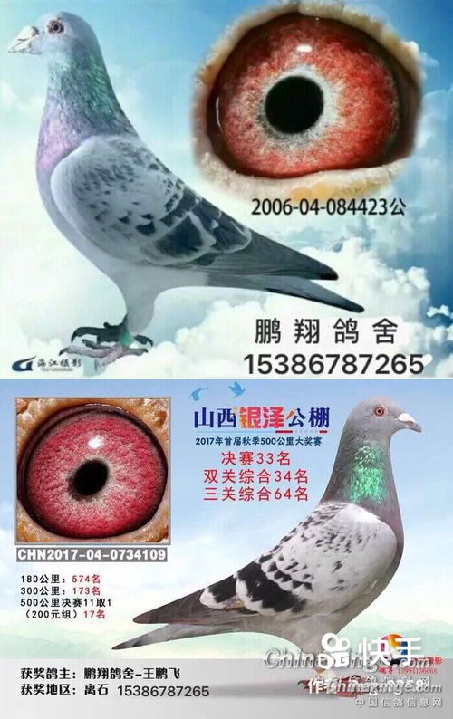 看看我的两只鸽子 