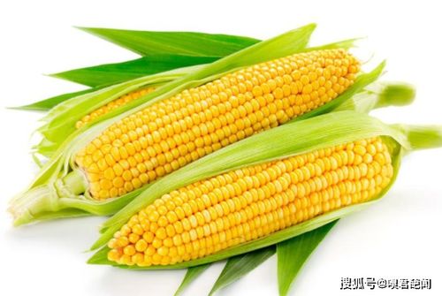 玉麦是什么农作物,玉米缩写？