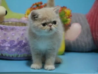 图 深圳 里有卖纯种加菲猫 钱 深圳宠物猫 