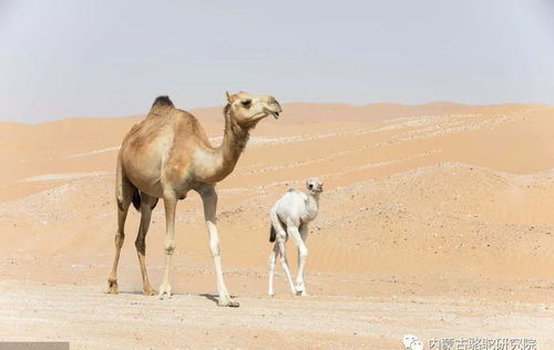 母爱伟大,骆驼也是
