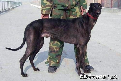 五种打猎最强的中国猛犬,藏獒不上榜,四川这种狗狗最厉害