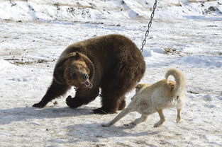 俄罗斯狗熊大战 棕熊被锁树下经受猎犬撕咬 
