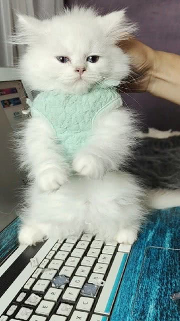 养猫吗,会拆电脑的那种 
