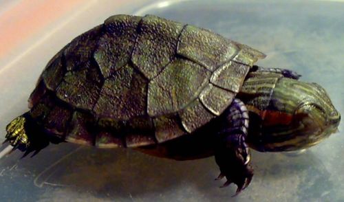 水龟冬眠怎么养 