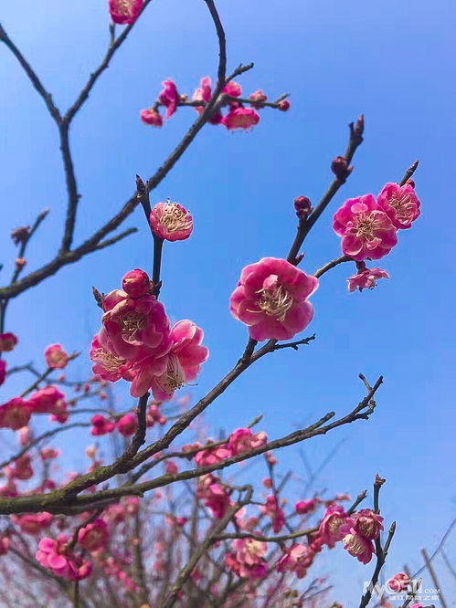 疏是枝条艳是花,春妆儿女竞奢华 