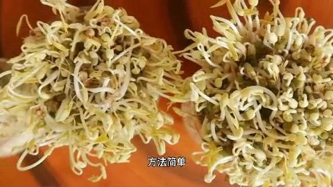 绿豆芽3天培育技术 