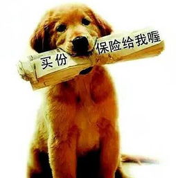 中国人保宠物保险 太平宠物保险 