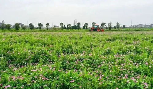 中国历史上绿肥种植什么时候出现