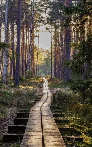 幽静偏僻的小路风景图片壁纸