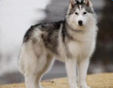 阿拉斯加雪橇犬与哈士奇的区别有哪些 