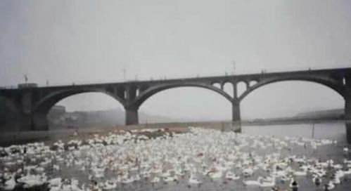 中国 最憋屈 大桥,被专家鉴定为危桥,被炸后依然坚挺