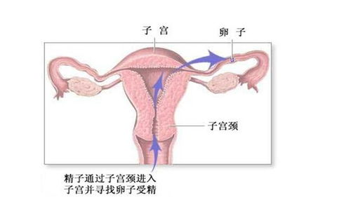 做完人流需要休息多长时间,不可不知