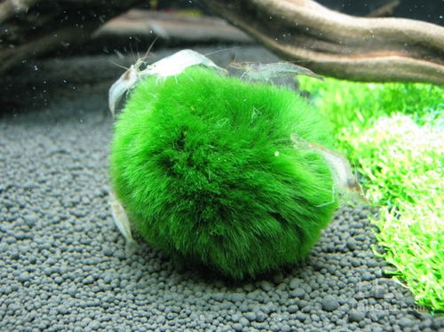 绿藻球怎么繁殖繁殖方法和时间,绿藻球怎么繁殖繁殖方法和时间